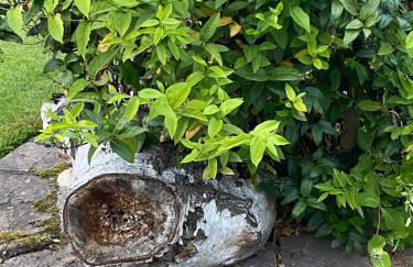 Holly Cottage The Studio - Foto 6