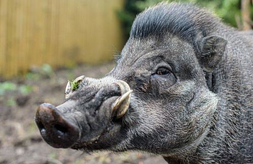 Classy 2 Bed Near Alton Towers, Polar Bears, Peak District - Foto 46