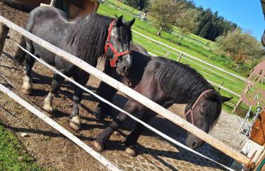 Ferienwohnung am Wirtshof - Foto 29