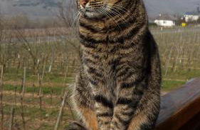 Weingut & Gästehaus Andreas Erz - Foto 31