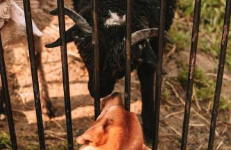 Poddasze dla Znajomych - apartament z gorącą balią nad Jeziorem Czorsztyńskim - okolica Czorsztyn, Szczawnica, Velo Czorsztyn, Krościenko, Zakopane, Gorce, Pieniny, Tatry - Foto 8