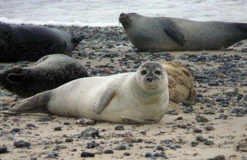 Gîte des falaises - Foto 24