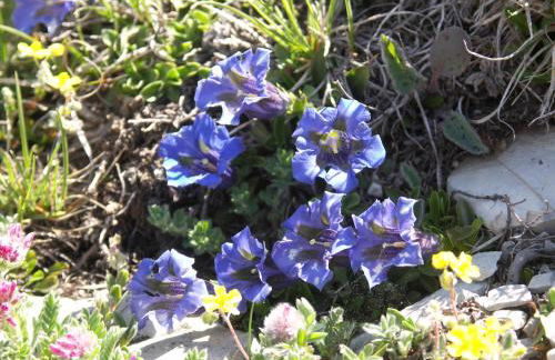 Chalets Shangrila - Foto 42