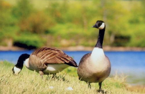 Yr Hen Glowty - Photo 27