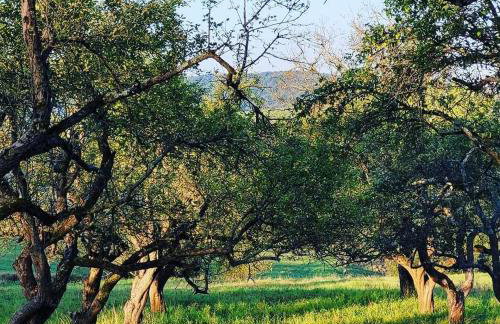 Jabłoniowy Sad Kalwaria Pacławska - Foto 54