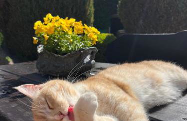 Agroturystyka u Strażaka - Foto 13