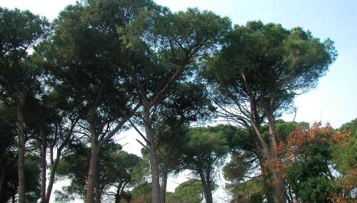 Ariston Vacanze - Foto 2