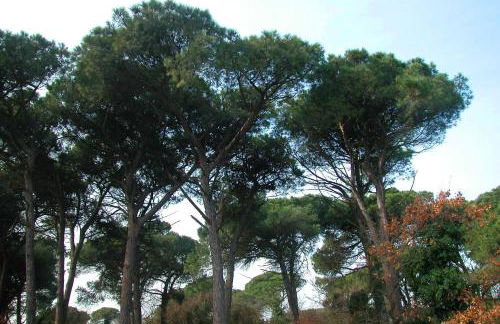 Ariston Vacanze - Foto 2