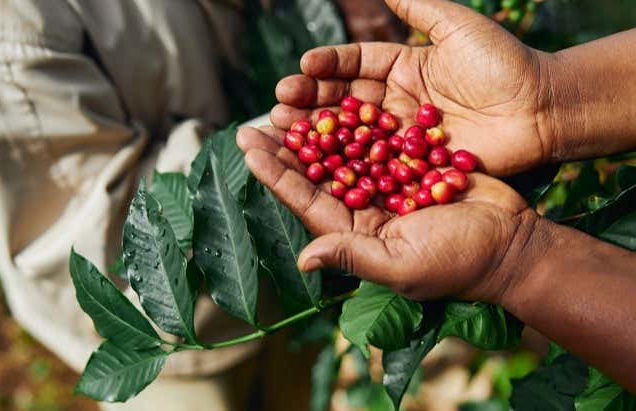 Visite sur le thème du café à Tenejapa + Visite de Romerillo et Cruztón - Photo 1