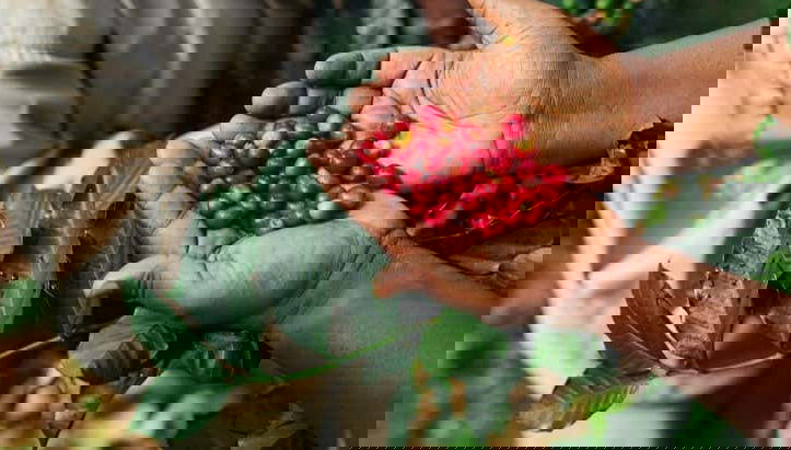 Visite sur le thème du café à Tenejapa + Visite de Romerillo et Cruztón