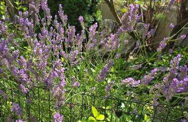 Domizil Resi in der Fränkischen Schweiz bei Bayreuth - Foto 23