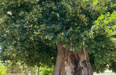 Gauro casa vacanze - Foto 67