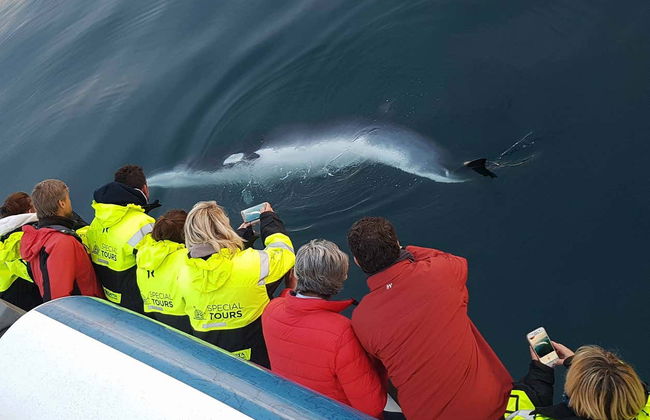 Avvistamento di balene - Foto 5