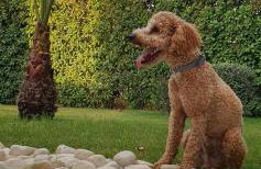 Oasi della pace - Foto 27