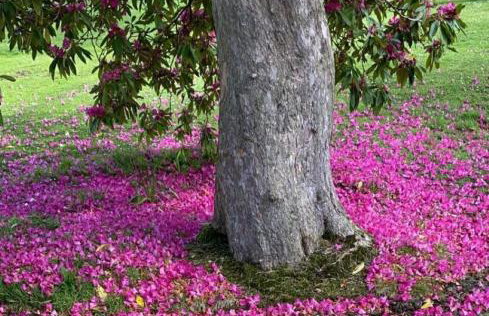Detached Bungalow in North Cornwall - Foto 20