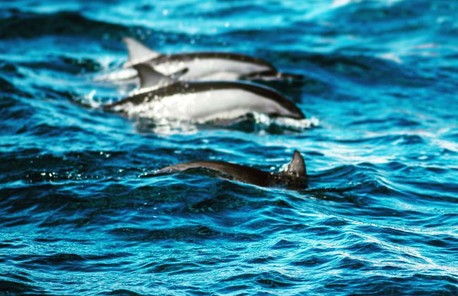 Ti Bout Paradi Ti Zil - Foto 12