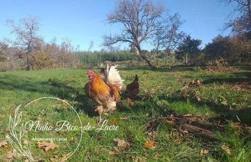 Ninho Bico-de-Lacre ~ o paraíso é a/na Terra - Foto 36