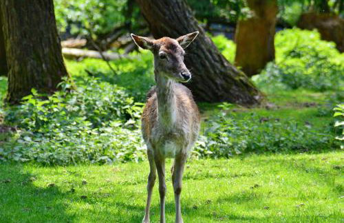 Le Gîte de l'Ecureuil - Foto 57