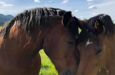 Ferienwohnung im Gartenparadies - Foto 21