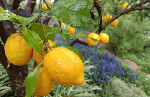 Olive Lemon Biophilic House & Lush Forest Garden - Foto 27