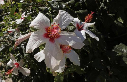 glarosmaisonette - Foto 36