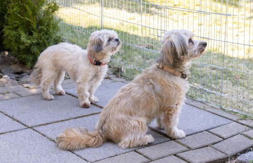FeWo Harzer Bergwind Sankt Andreasberg, 1 Hund bis 30Kg willkommen, große eingezäunte Terrasse mit Gasgrill - Foto 33