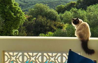 Kyparissia De Wandelboom - Foto 48