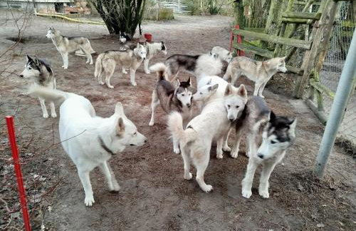 Agroturystyka Traperska Osada - Foto 45