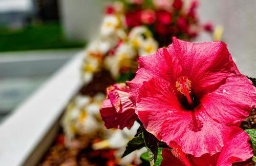 As Andorinhas - Walking distance to Monte Clerigo and Amoreira beaches - Foto 29