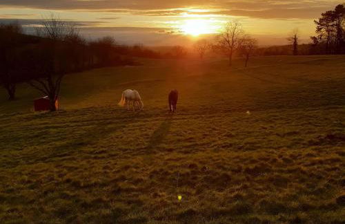 Rosenhof Broggingen - Foto 6