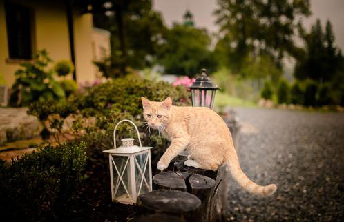 Agroturystyka Natura - Foto 47