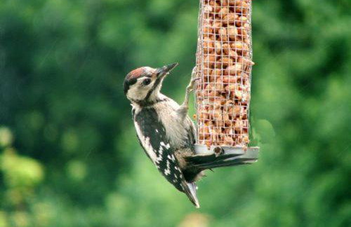 Y Caban at Wig Farm near Llangrannog - Foto 18