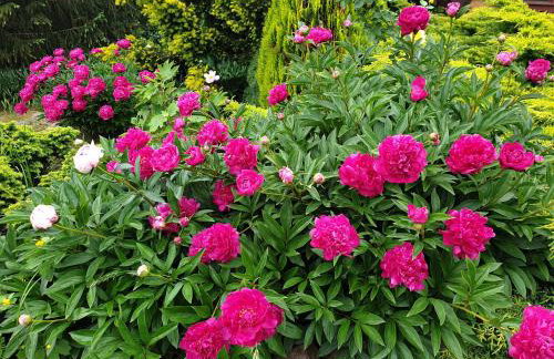 Kamienny Ogród Holiday Park - Foto 79