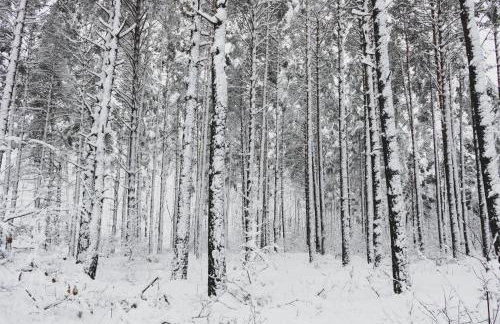 Jarzębinowa - artystyczny dom na Podlasiu - Foto 57
