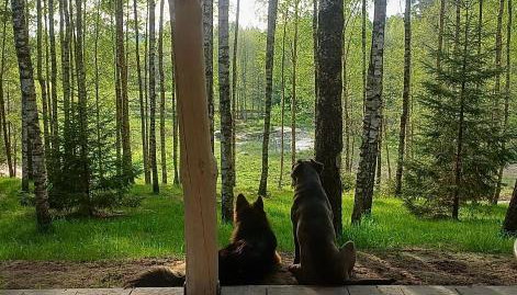 Leśne Klimaty - Foto 4