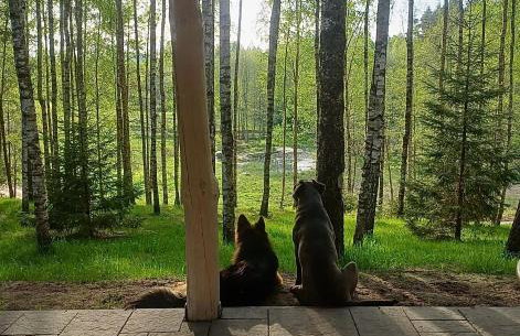 Leśne Klimaty - Foto 4