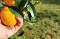 Azienda Agrituristica Baglio Carta - Foto 65