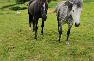 Gite Le Morvan - Foto 18