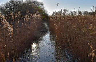 Fewo Möwe Dierhagen - Foto 29