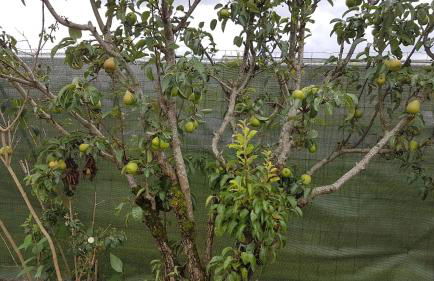 La choletaise - Foto 17