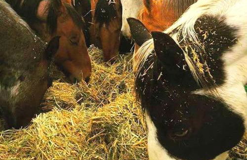 Cozy and Authentic Tipi Rental on Working Horse Ranch near Denver, Colorado - Foto 13