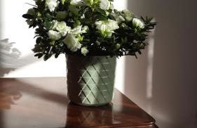 Sa Paxi Arbus - Foto 20