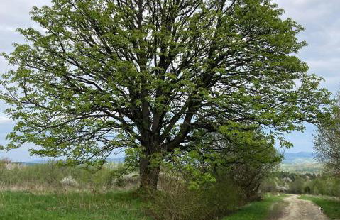 Domki na Łące - Foto 18