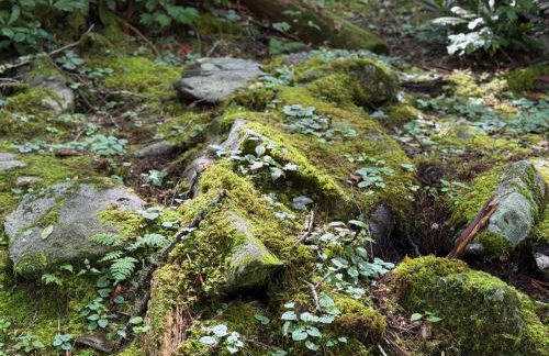 Tree Top Mountain Lodge - Photo 74