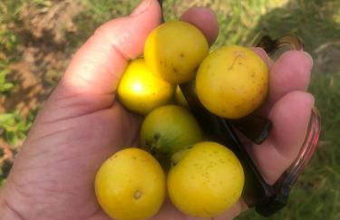 Chalé Bem-te-vi Vista espetacular da Serra da Mantiqueira - Foto 57