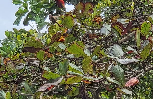 Jaco-carara 3 Bdrm Surrounded by Rainforest With Private Pool - Foto 48