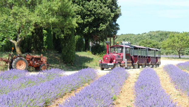 Train touristique de la Maison de la Lavande