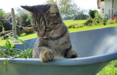 Ferienwohnung Trifts l Wallbox l Parkplatz l AusZeit Card - Foto 12