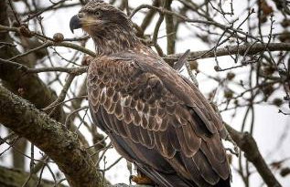 Gorgeous Tiny House with Indoor and Outdoor Lounging Space in Alabama - Foto 18