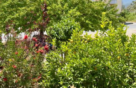 Το Φιλόξενο Σπιτάκι! - The Friendly Nest ! - Foto 36